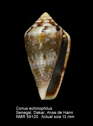 Conus echinophilus.jpg - Conus echinophilus(Petuch,1975)